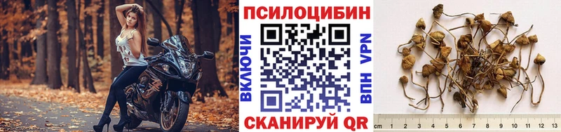Псилоцибиновые грибы Cubensis Тихвин